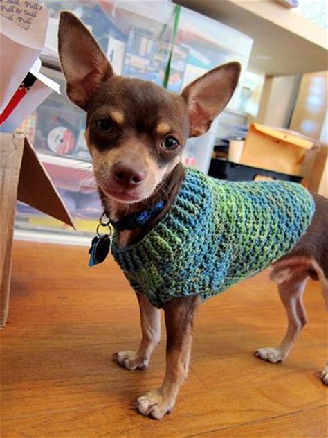 174 best images about Free Chihuahua Patterns on Pinterest | Chihuahuas, Crochet dog sweater and ...