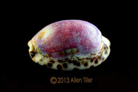 cowrie allen tiller