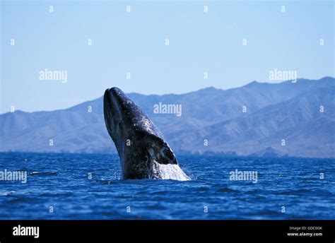 California gray whale breaching hi-res stock photography and images - Alamy