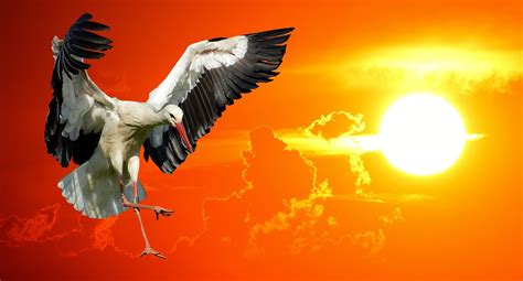 Stork Flying Sunset - Free photo on Pixabay - Pixabay