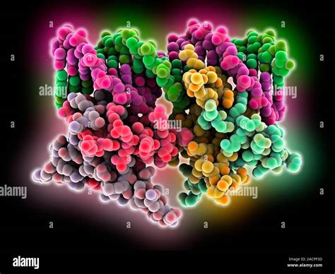 Bacterial Transcription Factor Molecular Model Of The Transcription