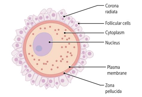 Embryology Flashcards Quizlet