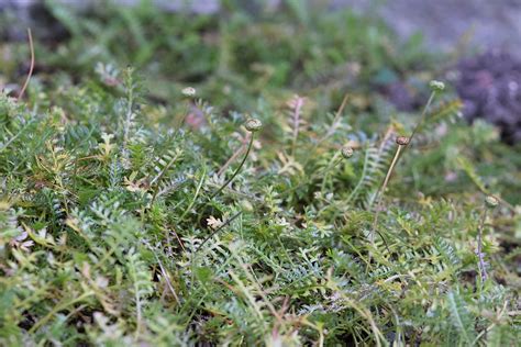 Leptinella