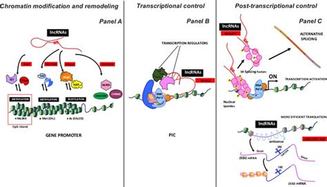 Figures And Data In Long Non Coding Rnas In Regulation Of Adipogenesis