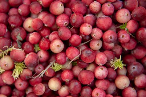 Cranberry Im Garten Anbauen Pflege Ernte Der Fr Chte