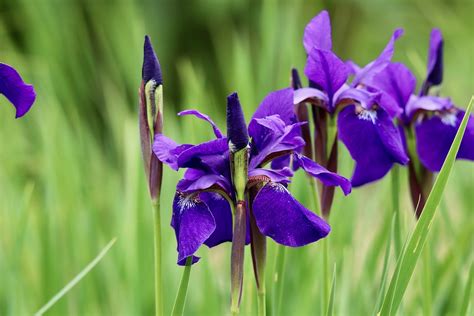 Iris Sword Lilies Flower Free Photo On Pixabay Pixabay