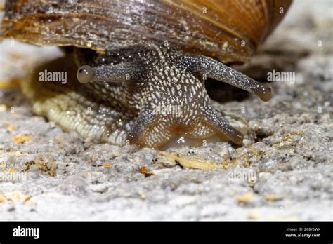 Snail trail hi-res stock photography and images - Alamy