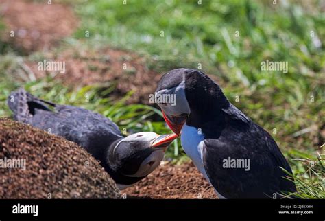 Island of lunga hi-res stock photography and images - Alamy