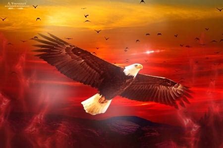 Eagle's Flight - Birds & Animals Background Wallpapers on Desktop Nexus ...