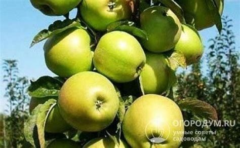 Яблоня колоновидная Президент: описание сорта, фото, отзывы | Apple ...