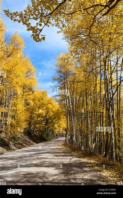 The Leaves Of Quaking Aspen Trees Populus Tremuloides Change To