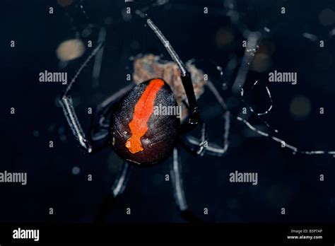 Female Redback Spider Latrodectus Hasselti In Australia Same Stock
