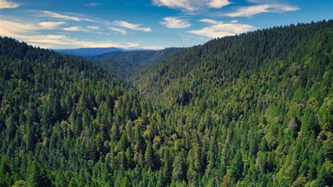 "Redwood Forest" Images – Browse 8,878 Stock Photos, Vectors, and Video | Adobe Stock