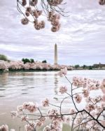 The Daisy Blooms' Prediction: Is It About to Come True? - 9r86w42