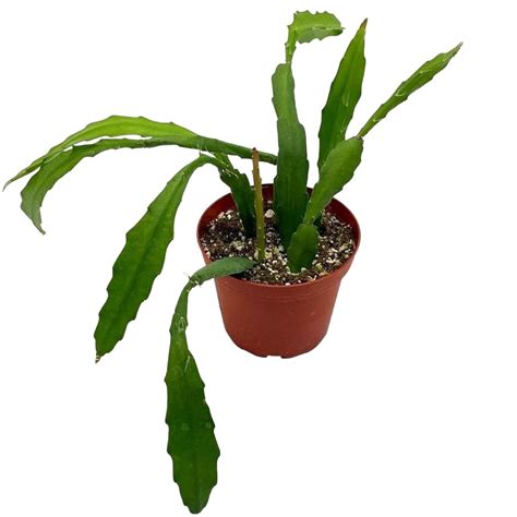 Cactus Plants: Low-Maintenance Houseplants for Indoor or Outdoor