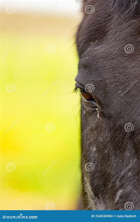 Black Horse Eye Close Up Details Of Animal And Head Stock Photo
