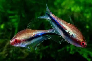 Rainbow Tetra Nematobrycon Lacortei Fish Profile Care Guide