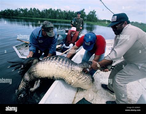 Cajun Culture Louisiana Arthur Dupre Leading Alligator Hunt In Bayou