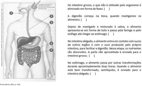 Quais São As 4 Etapas Da Digestão - Observe a ilustração e numere as etapas da digestão na sequência em que ...