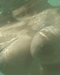 UnderWater Pleasure Sex Gifs Porn XXX GIFs PICTOA