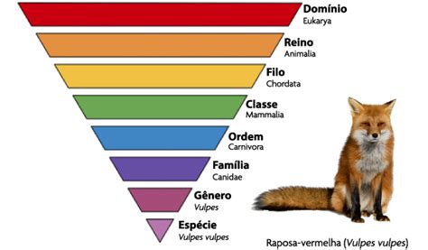 Classificacao Animal - Tabela De Classificacao Do Reino Animal Para Criancas
