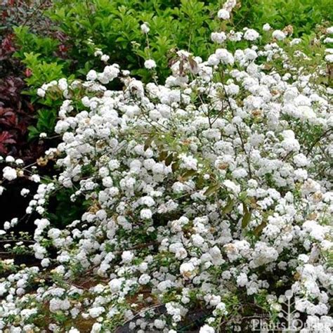 Spiraea Cantoniensis May Bush Australian Plants Plants Plants Online