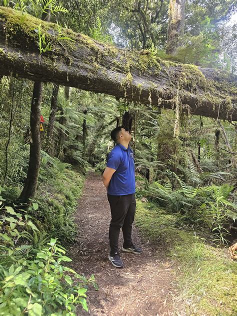 Silver Bird Tours & Shuttles - New Zealand Māori Tourism