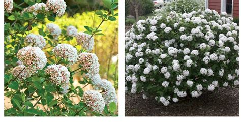 6 8 Tall 2 Koreanspice Viburnum Shrubs Arrowwood 3 Pots Viburnum