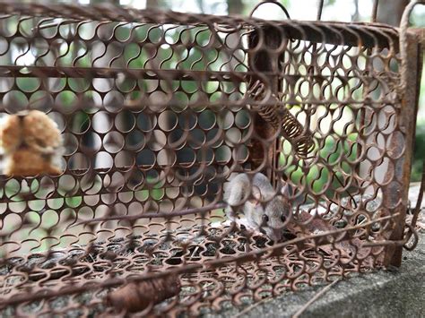 how to kill a rat with home remedies