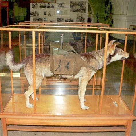 В какой стране массово тренировались собаки-смертники для уничтожения ...