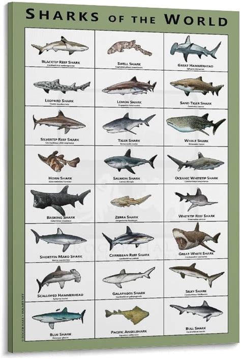 Nome De Tubarões - Diferentes Tipos De Nomes E Imagens De Tubaroes Shark Drawing Template