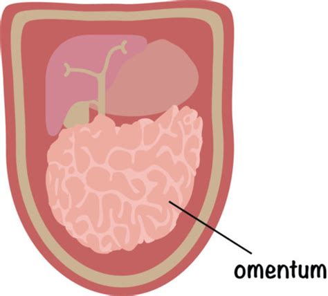 What Is An Omentectomy Mymeditravel Knowledge
