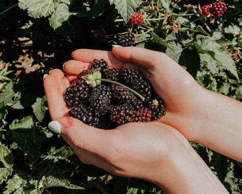 Our guide explains what to expect at anime at abbotsford this summer 7