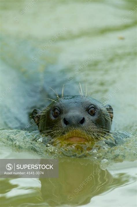 Giant Otter Swimming Pteronura Brasiliensis Pixaim River Pantanal