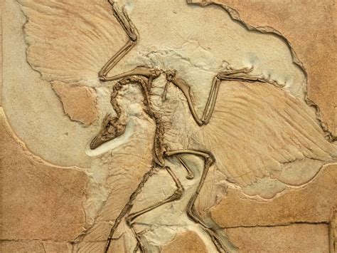 Noahs Flood Fossils And The Question Of Time — Missouri Association