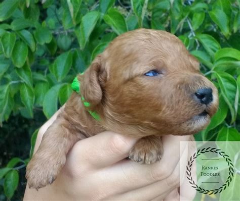 Current Litter – Rankin Poodles