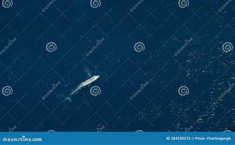 Aerial View of the Blue Whale Swim on Surface Stock Video - Video of ...