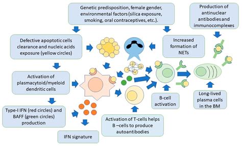 Advances in the Pathogenesis and Treatment of Systemic Lupus Erythematosus