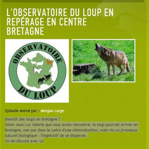 le loup disperse il en bretagne observatoire du loup