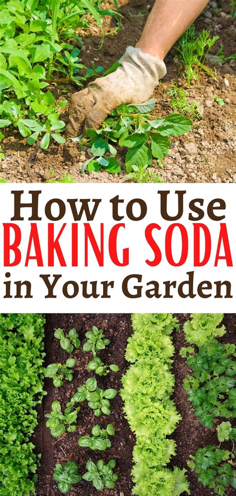 12 Amazing Ways To Use Baking Soda In The Garden Gardening