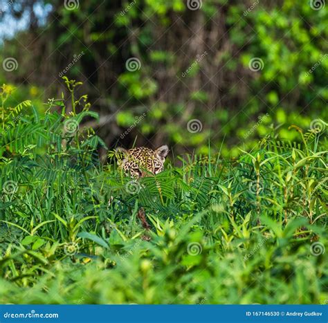 Jaguar is Hiding in the Grass. Stock Photo - Image of jaguars