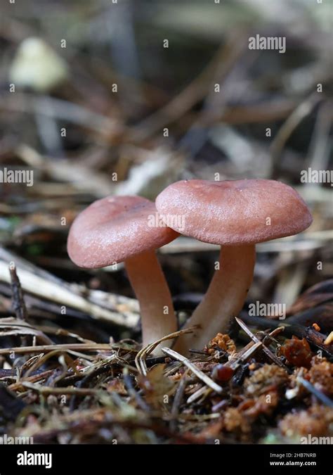 Rugosomyces Carneus Commonly Known As Pink Domecap Or Pink Fairhead