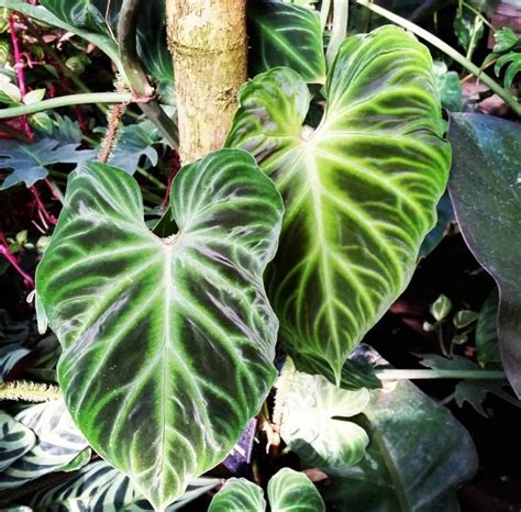 Филодендроны Виды Фото И Названия – Telegraph