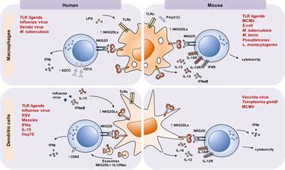 Frontiers The NKG2D NKG2DL Axis In The Crosstalk Between Lymphoid And