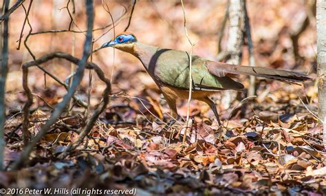 Coua Archives - World Bird Photos