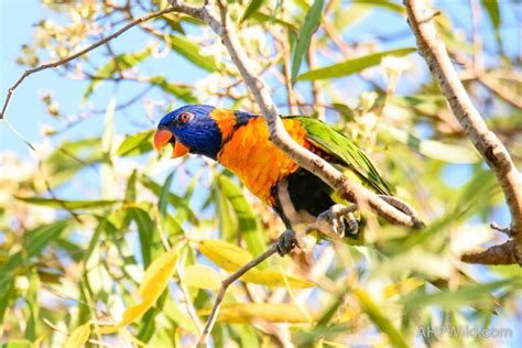 Red-collared Lorikeet – AHP Wild