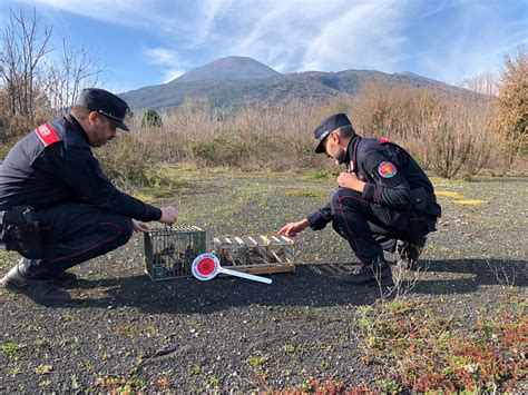 Fauna Protetta 8 Persone Denunciate Nel Parco Del Vesuvio