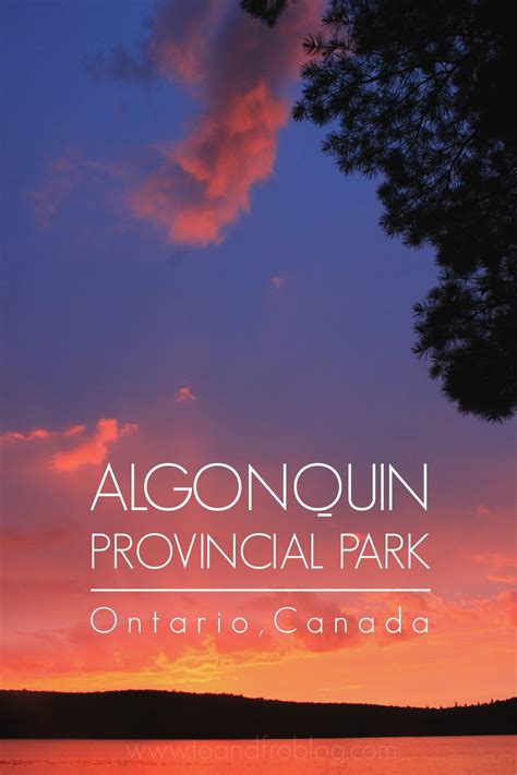 You Ll Find Me In The Trees Of Algonquin To Fro