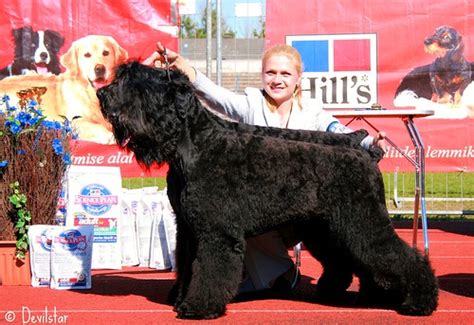 Black Russian Terriers Best In Show Brace Ii Place Labra Flickr