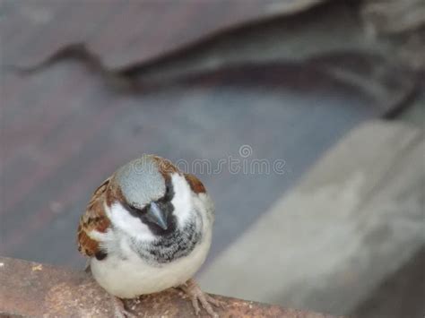 Angry Sparrow Bird On Spring Sakura Tree Branch Stock Image Image Of